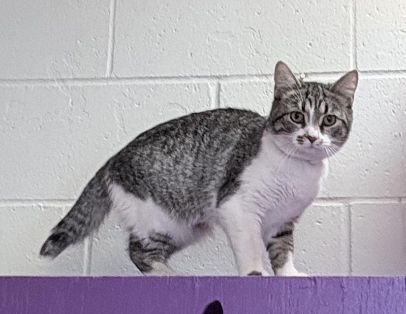 Rosa, an adopted Domestic Short Hair in Columbus, IN image 2/2