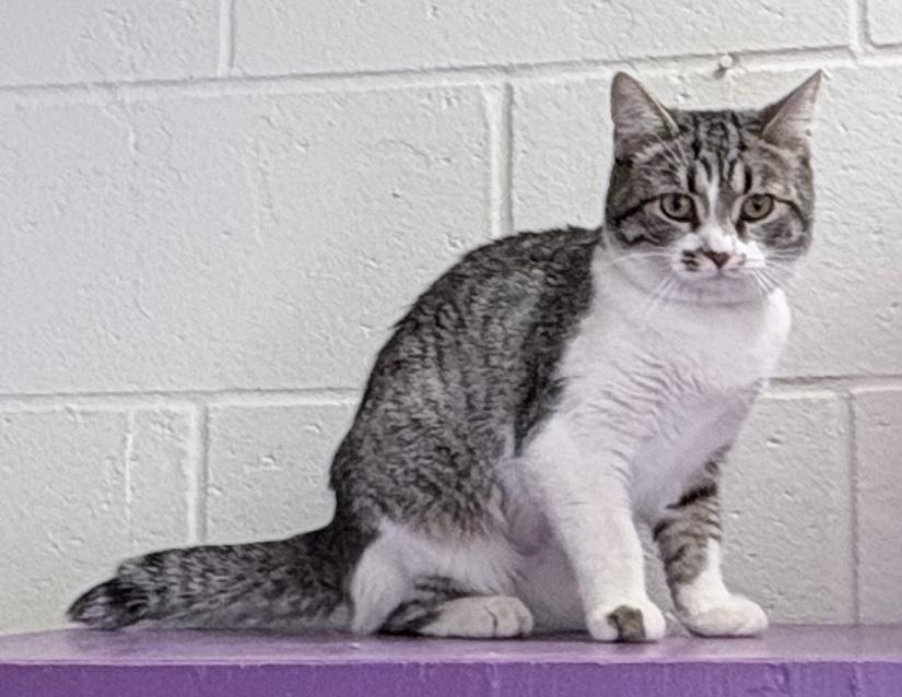 Rosa, adopted, Adult Female Domestic Short Hair.