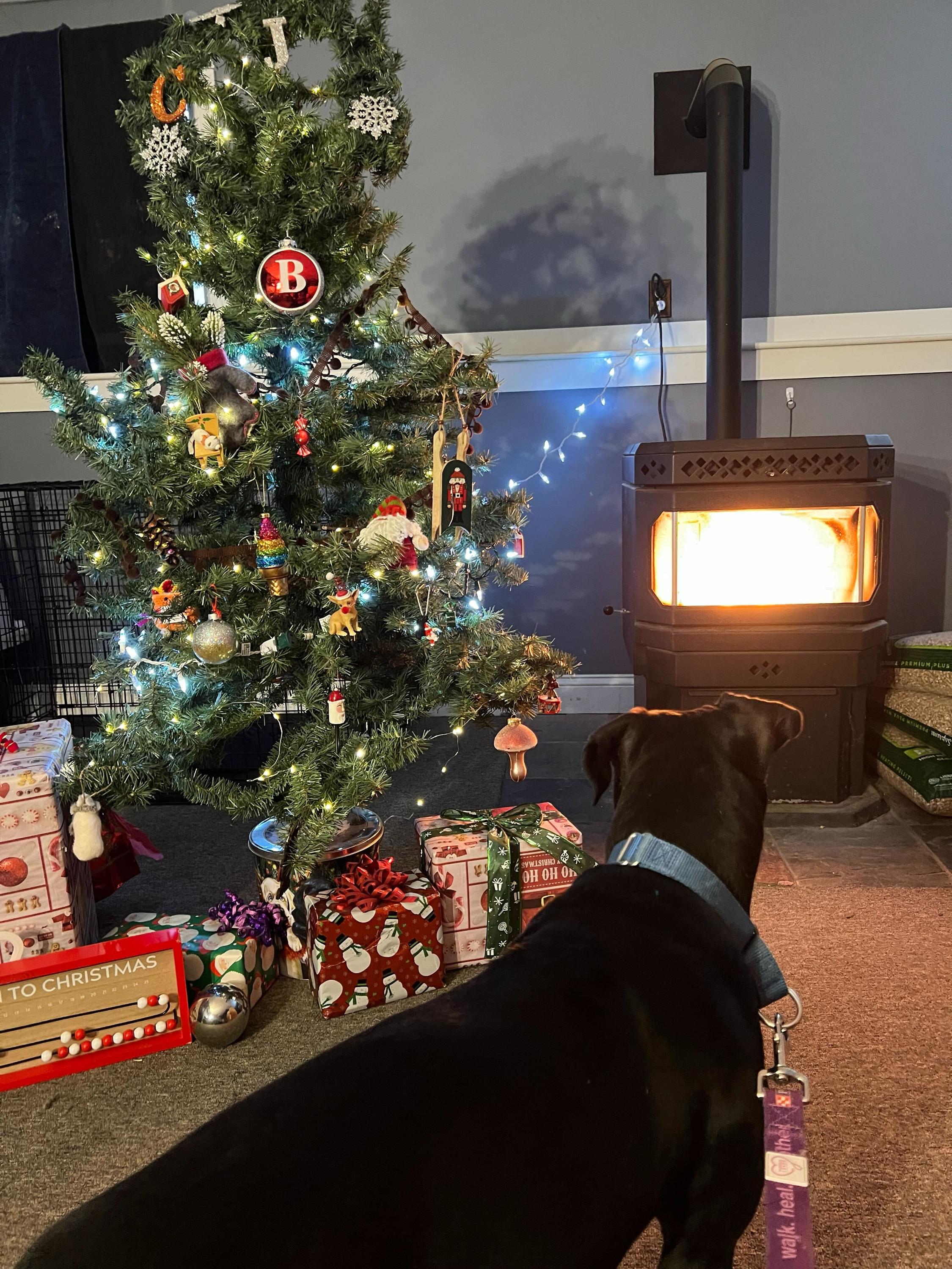 Enlarge Mario, a ADOPTABLE mixed breed in Bowdoin, ME image 2/6