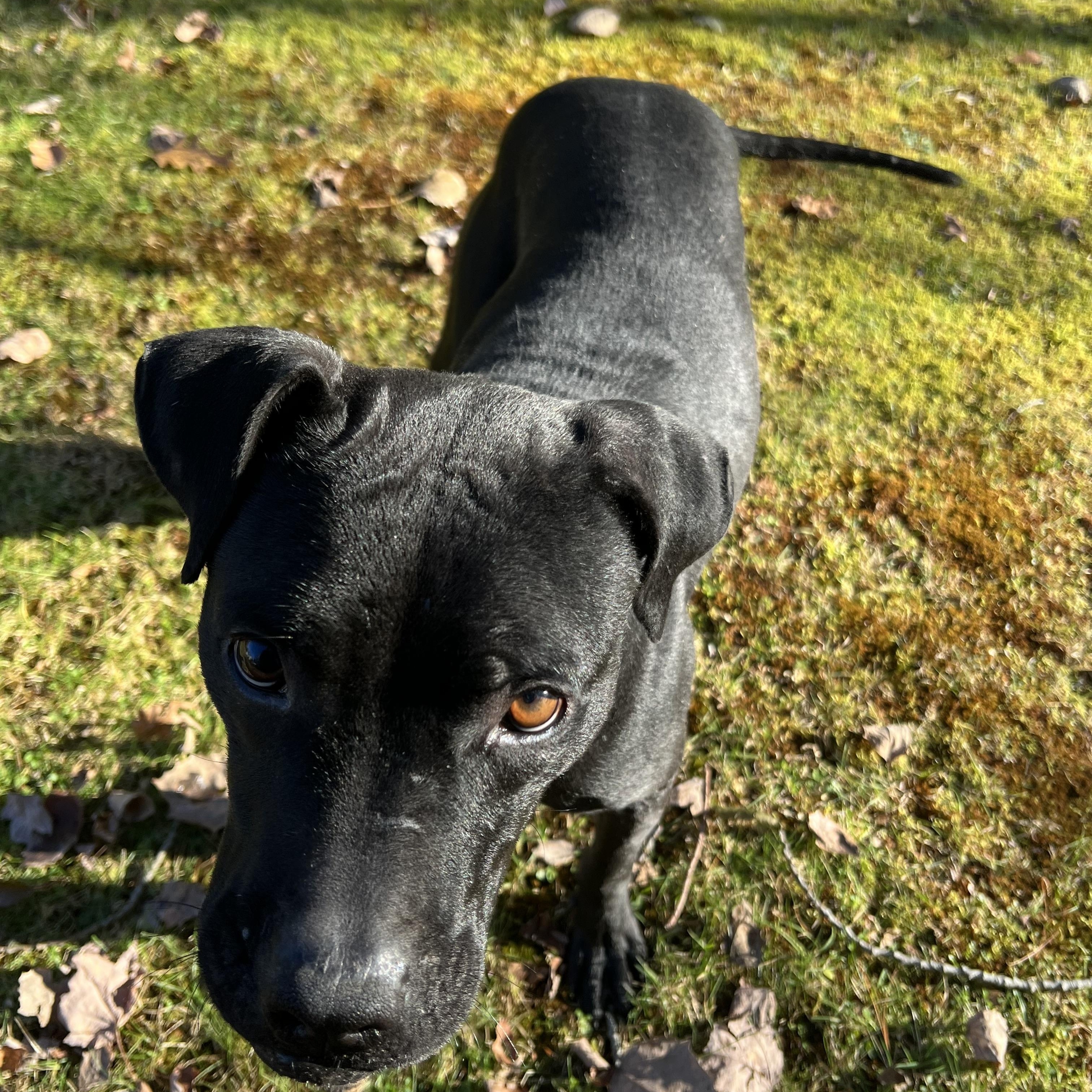 Enlarge Mario, a ADOPTABLE mixed breed in Bowdoin, ME image 4/6