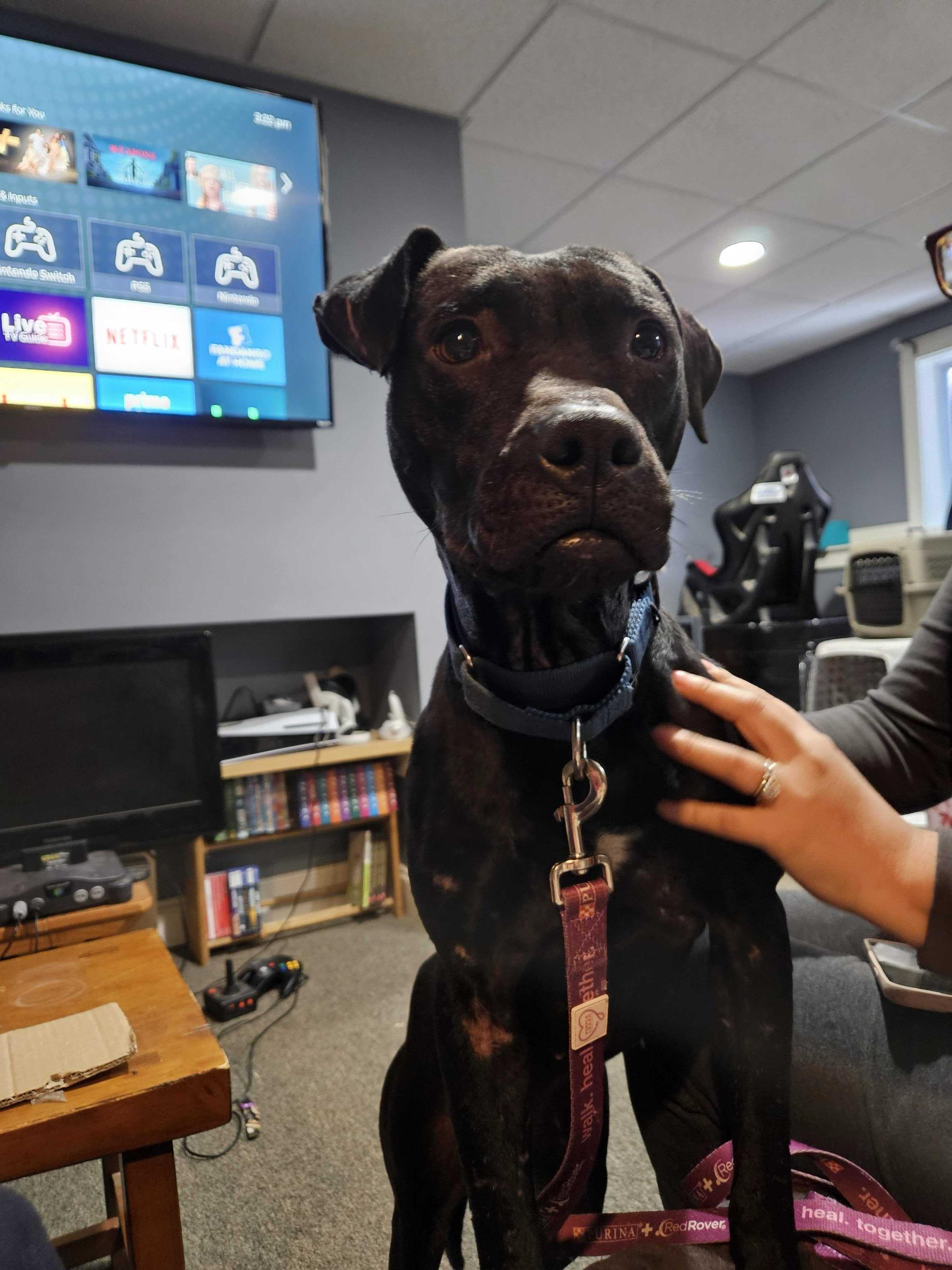 Enlarge Mario, a ADOPTABLE mixed breed in Bowdoin, ME image 3/6