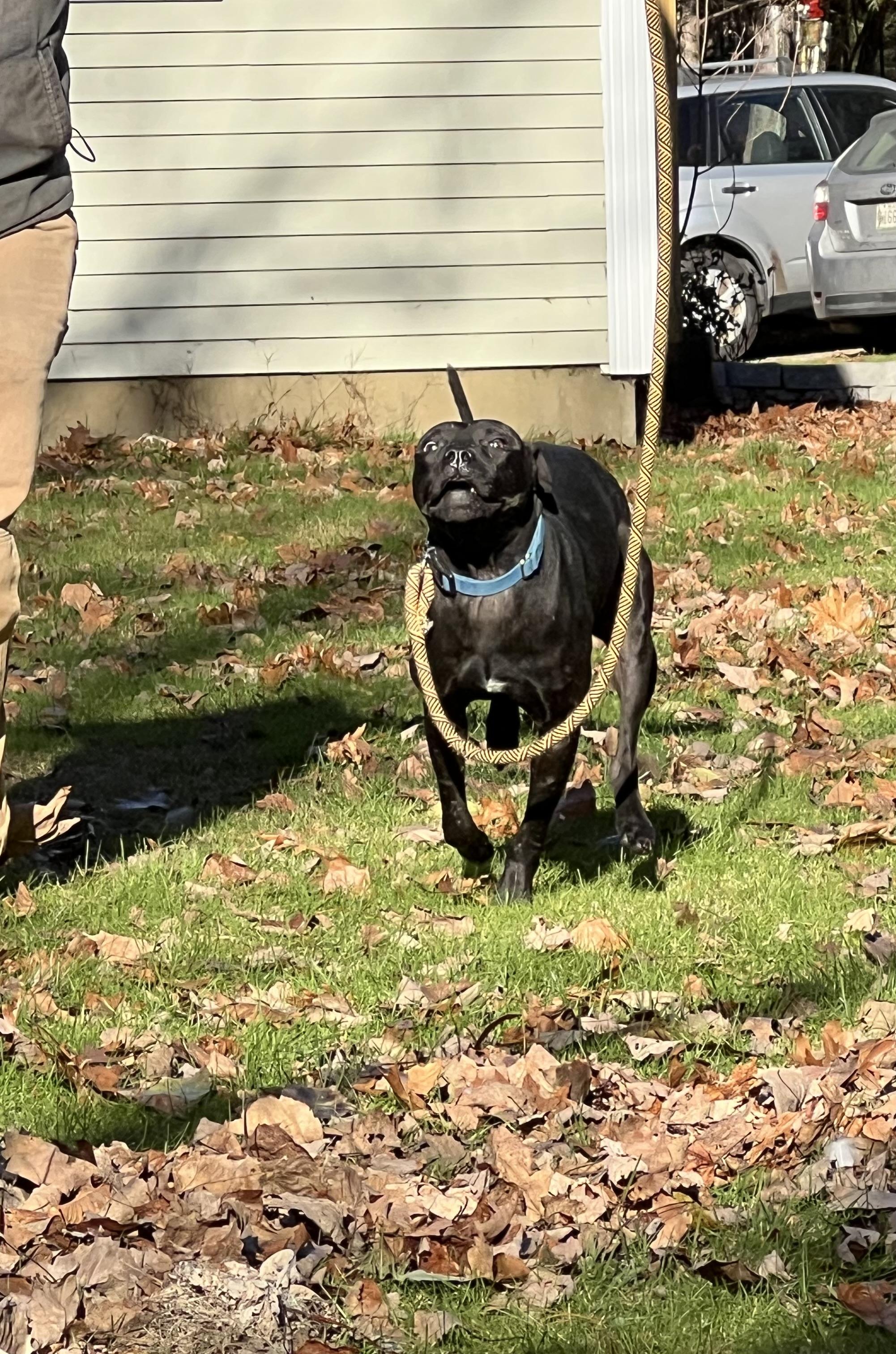 Enlarge Mario, a ADOPTABLE mixed breed in Bowdoin, ME image 5/6
