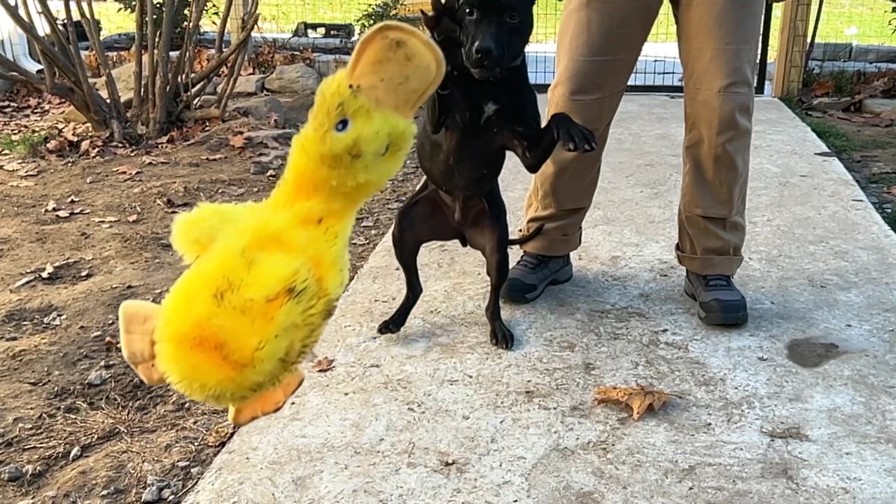 Enlarge Mario, a ADOPTABLE mixed breed in Bowdoin, ME video 1/6