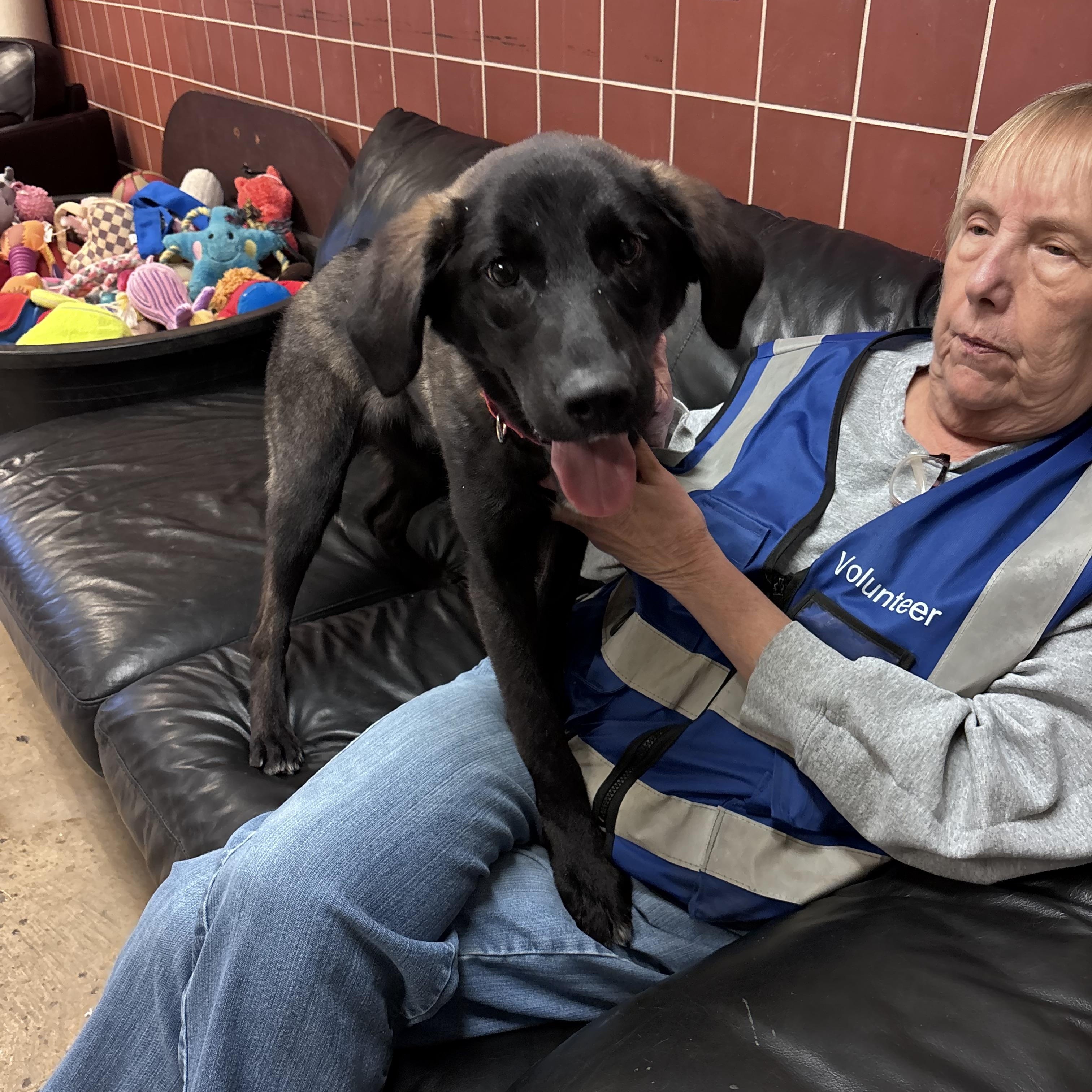 Enlarge Dallas , a Adoptable mixed breed in Chardon, OH image 3/6