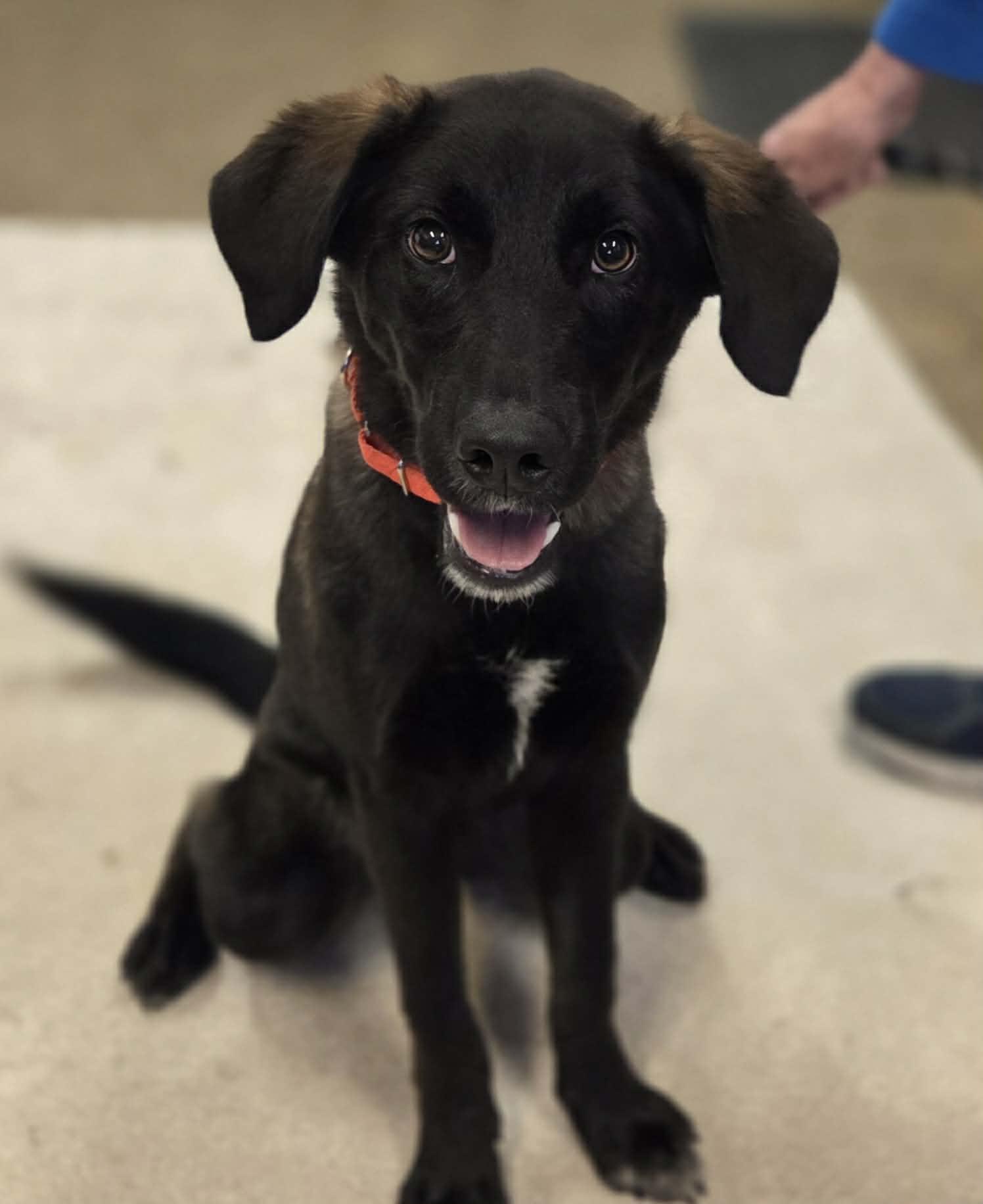 Enlarge Dallas , a Adoptable mixed breed in Chardon, OH image 2/6