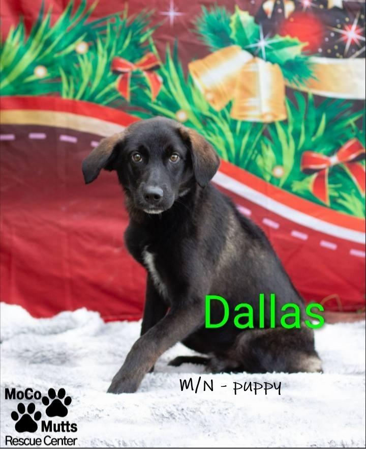 Dallas - arriving 1/4/26, Adoptable, Puppy Male Labrador Retriever.
