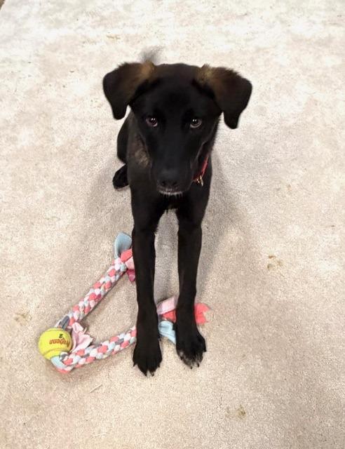 Enlarge Dallas , a Adoptable mixed breed in Chardon, OH image 1/6