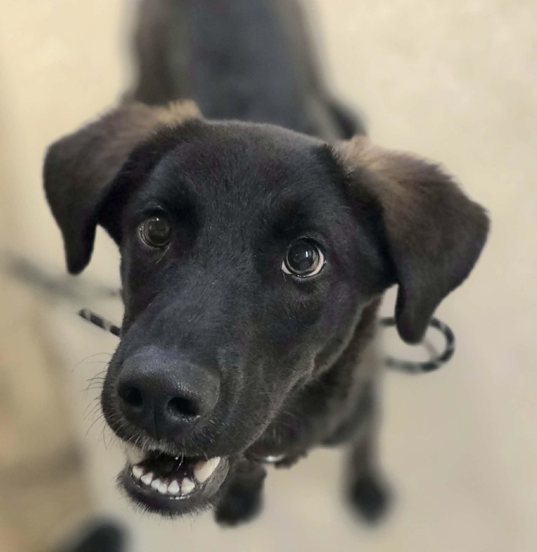 Enlarge Dallas , a Adoptable mixed breed in Chardon, OH image 6/6