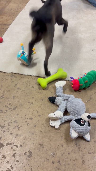 Enlarge Dallas , a Adoptable mixed breed in Chardon, OH video 4/6