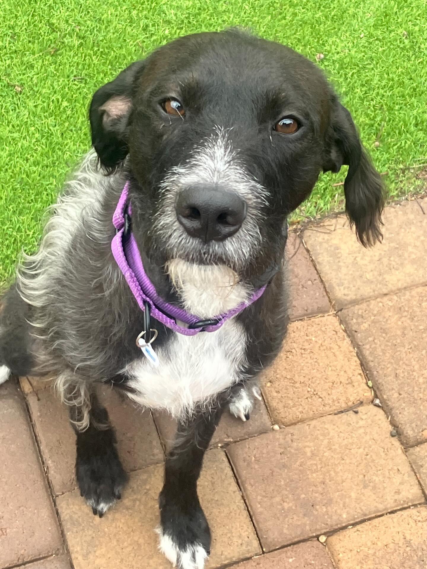 Enlarge Chip 2, a Adopted mixed breed in Phoenix, AZ image 1/3