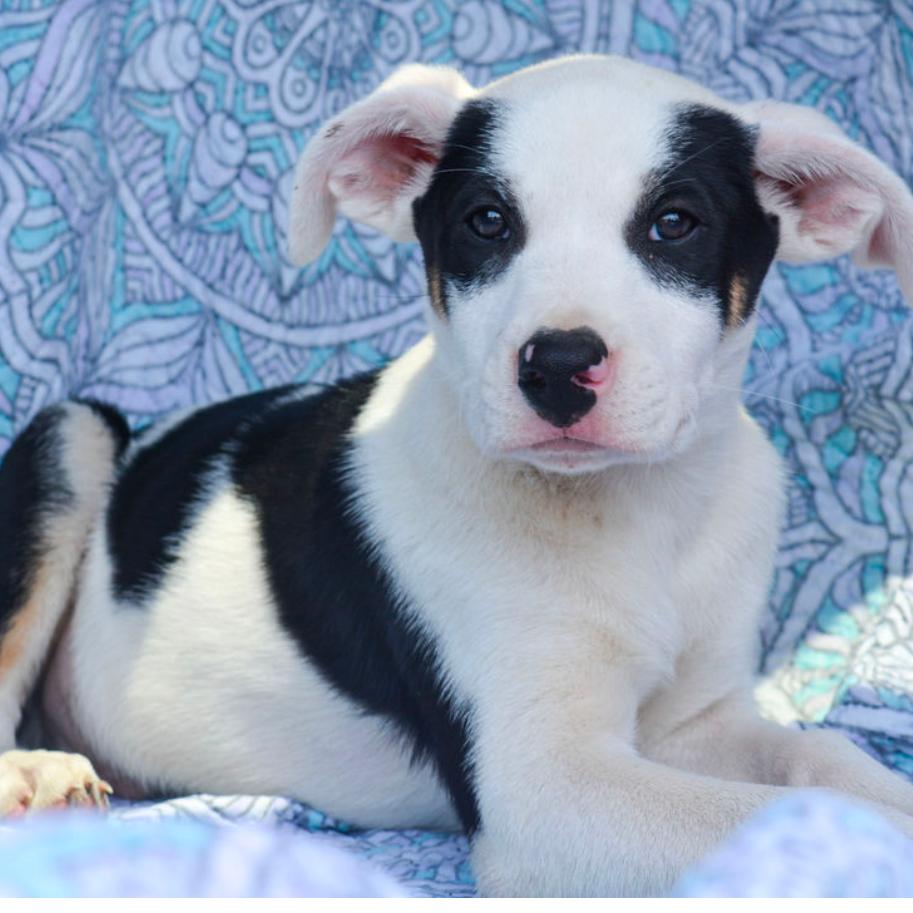 Dominoes, Adoptable, Puppy Male Mixed Breed.