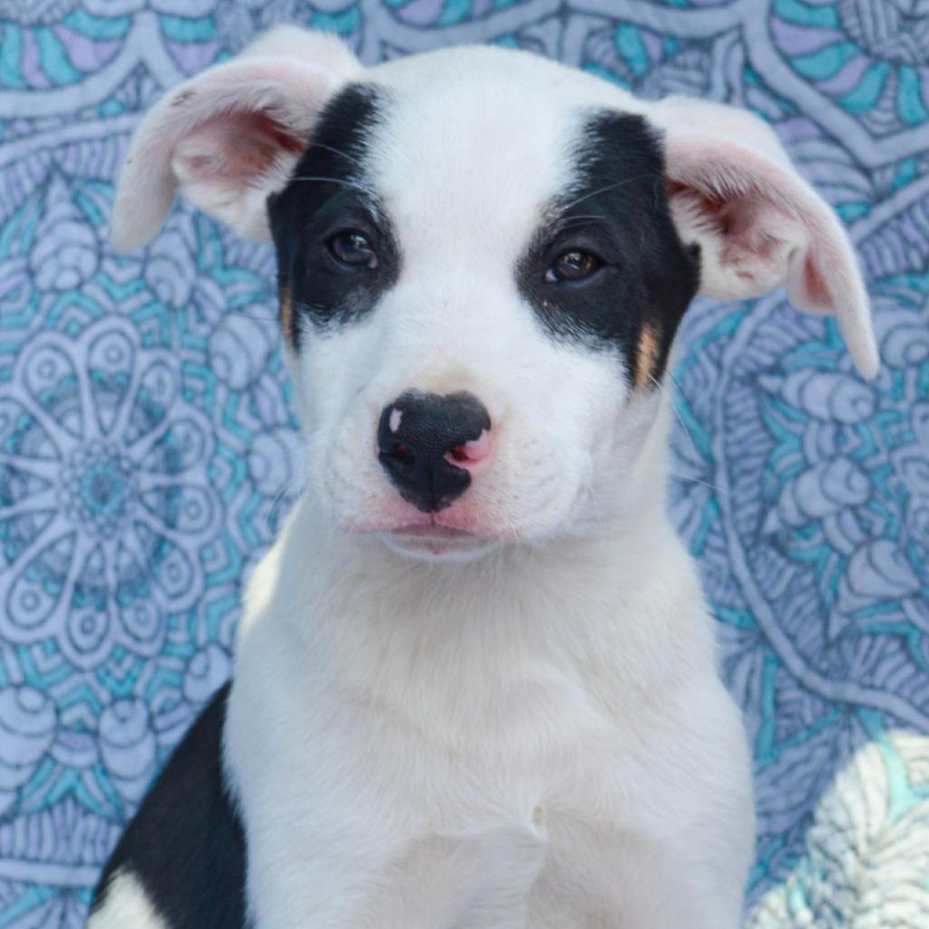 Dominoes, a Adoptable Mixed Breed in Kansas City, MO image 2/4