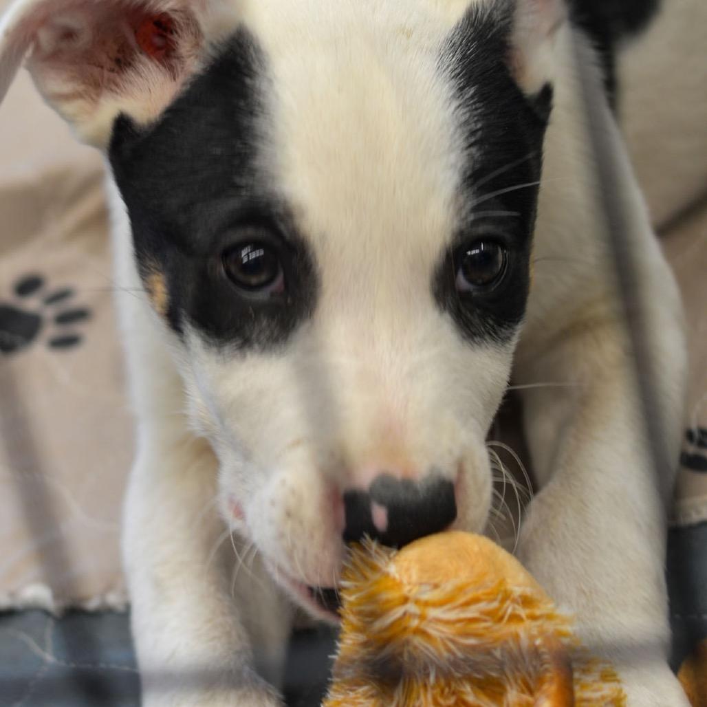 Dominoes, a Adoptable Mixed Breed in Kansas City, MO image 3/4