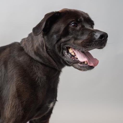 Enlarge Gunnar  CALM GENTLE W PERFECT MANNERS/THERAPY DOG POTENTIAL, a Adoptable Labrador Retriever in Bethel, CT image 4/5