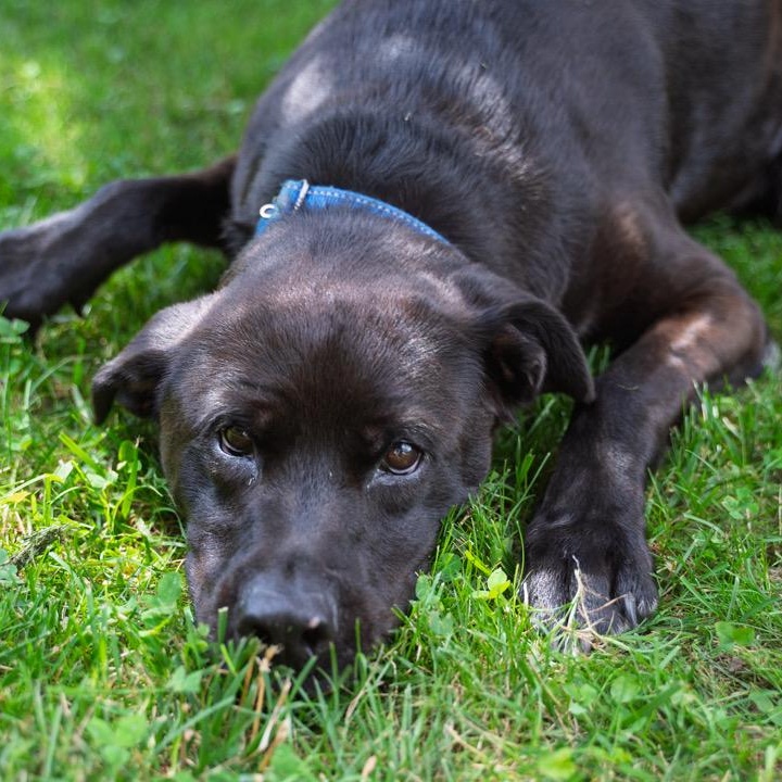Enlarge Gunnar  CALM GENTLE W PERFECT MANNERS/THERAPY DOG POTENTIAL, a Adoptable Labrador Retriever in Bethel, CT image 1/5