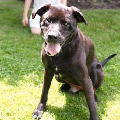 Enlarge Gunnar  CALM GENTLE W PERFECT MANNERS/THERAPY DOG POTENTIAL, a Adoptable Labrador Retriever in Bethel, CT image 2/5
