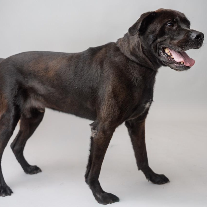 Enlarge Gunnar  CALM GENTLE W PERFECT MANNERS/THERAPY DOG POTENTIAL, a Adoptable Labrador Retriever in Bethel, CT image 3/5