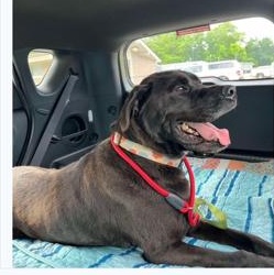 Enlarge Gunnar  CALM GENTLE W PERFECT MANNERS/THERAPY DOG POTENTIAL, a Adoptable Labrador Retriever in Bethel, CT image 5/5