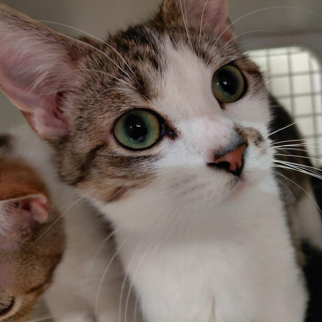 Eyrie, Adoptable, Young Female Domestic Short Hair.
