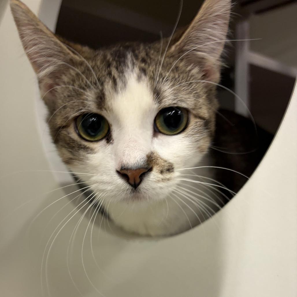 Enlarge Eyrie, a Adoptable Domestic Short Hair in St. Paul, MN image 2/2