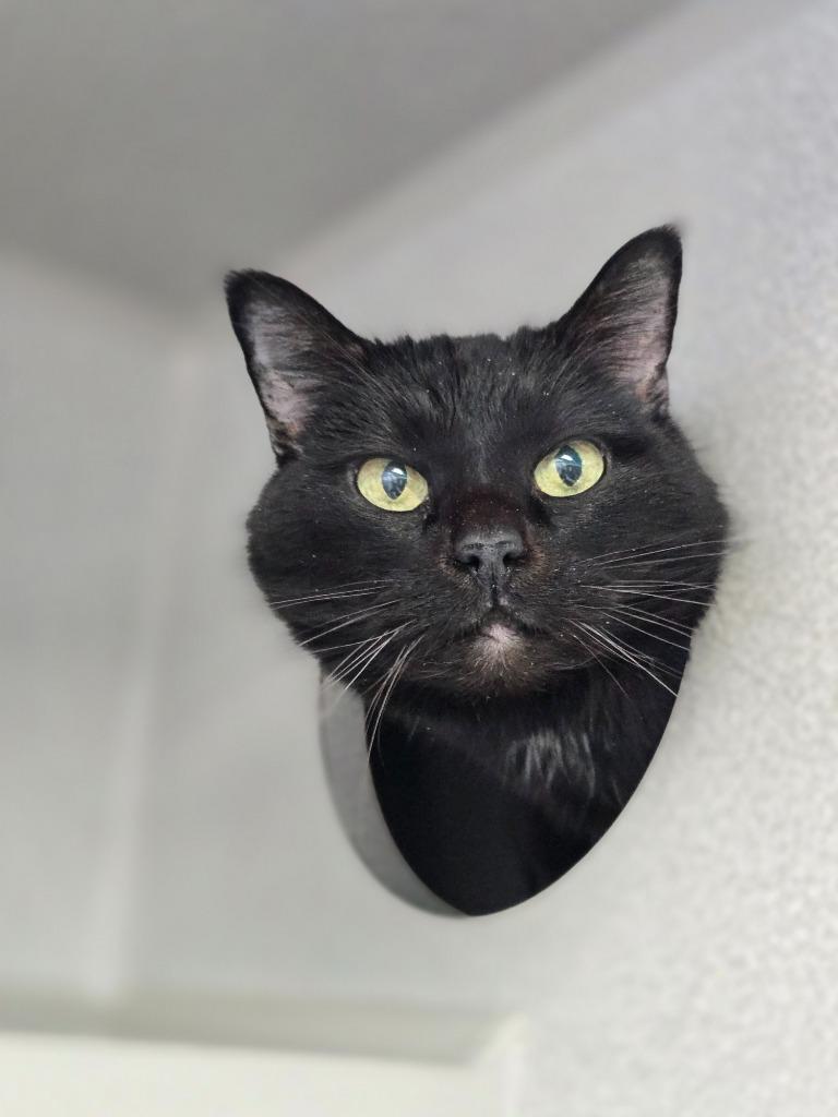 Zoey, Adoptable, Senior Female Domestic Short Hair.