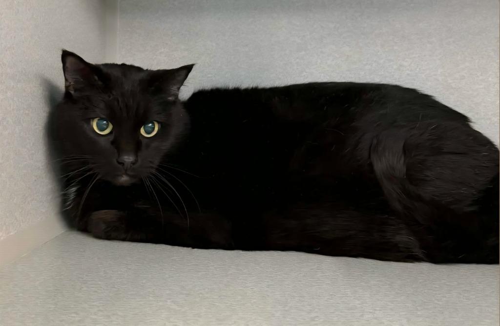 Enlarge Zoey, a Adoptable mixed breed in Viroqua, WI image 2/3