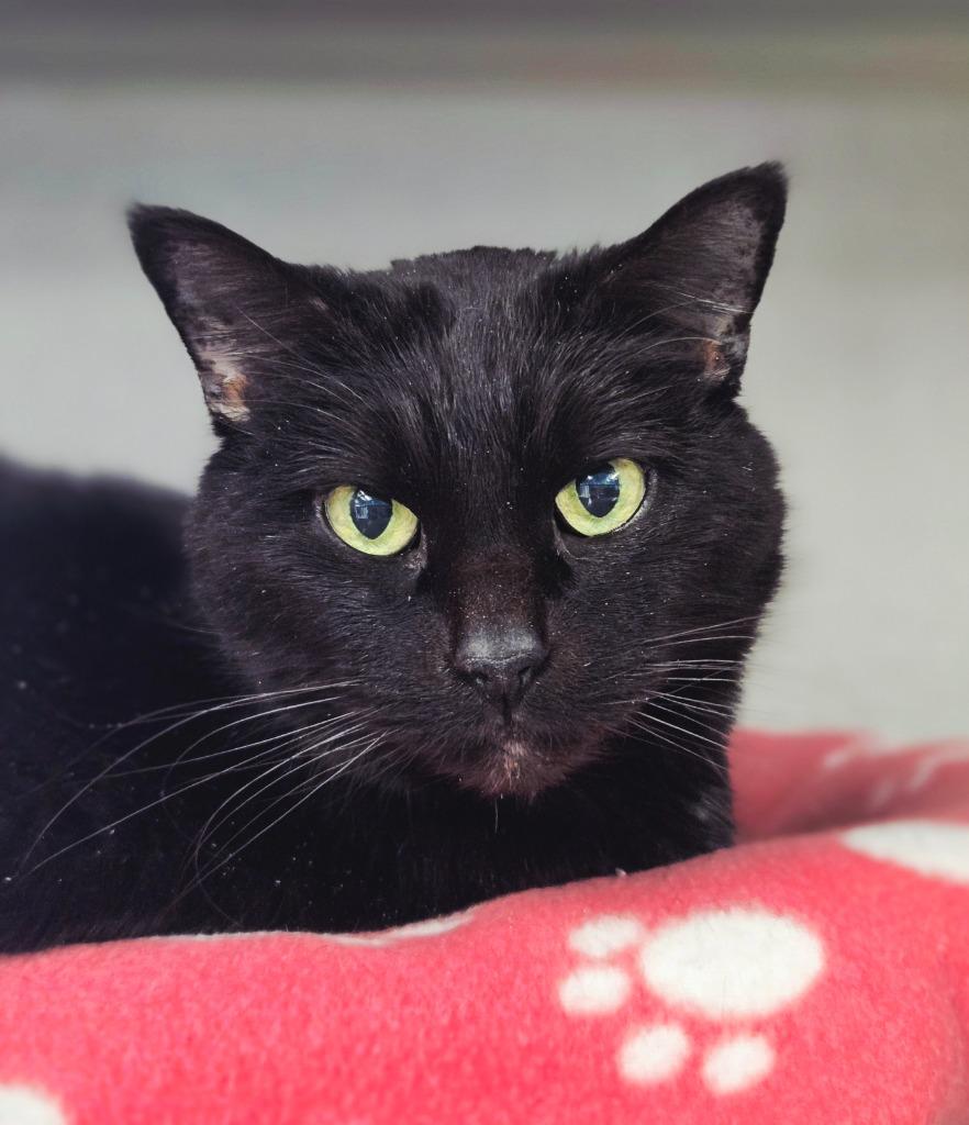 Zoey, a Adoptable mixed breed in Viroqua, WI image 3/5