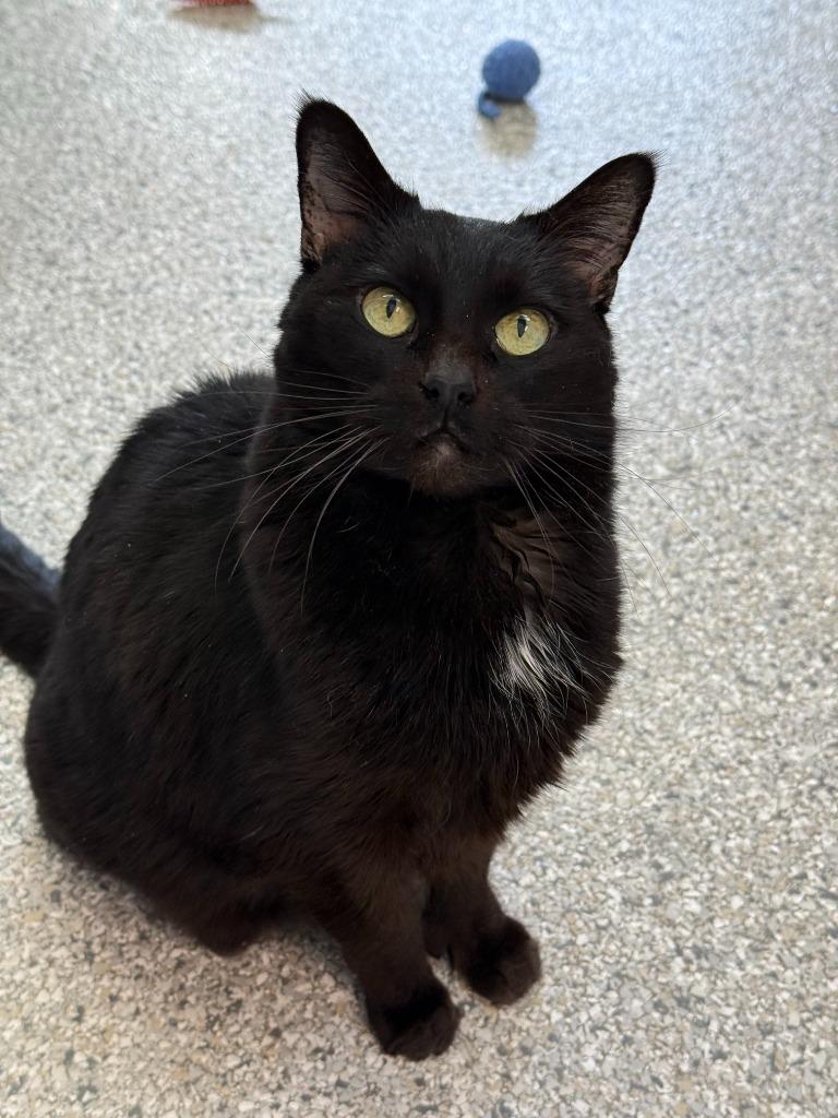 Zoey, a Adoptable mixed breed in Viroqua, WI image 4/5