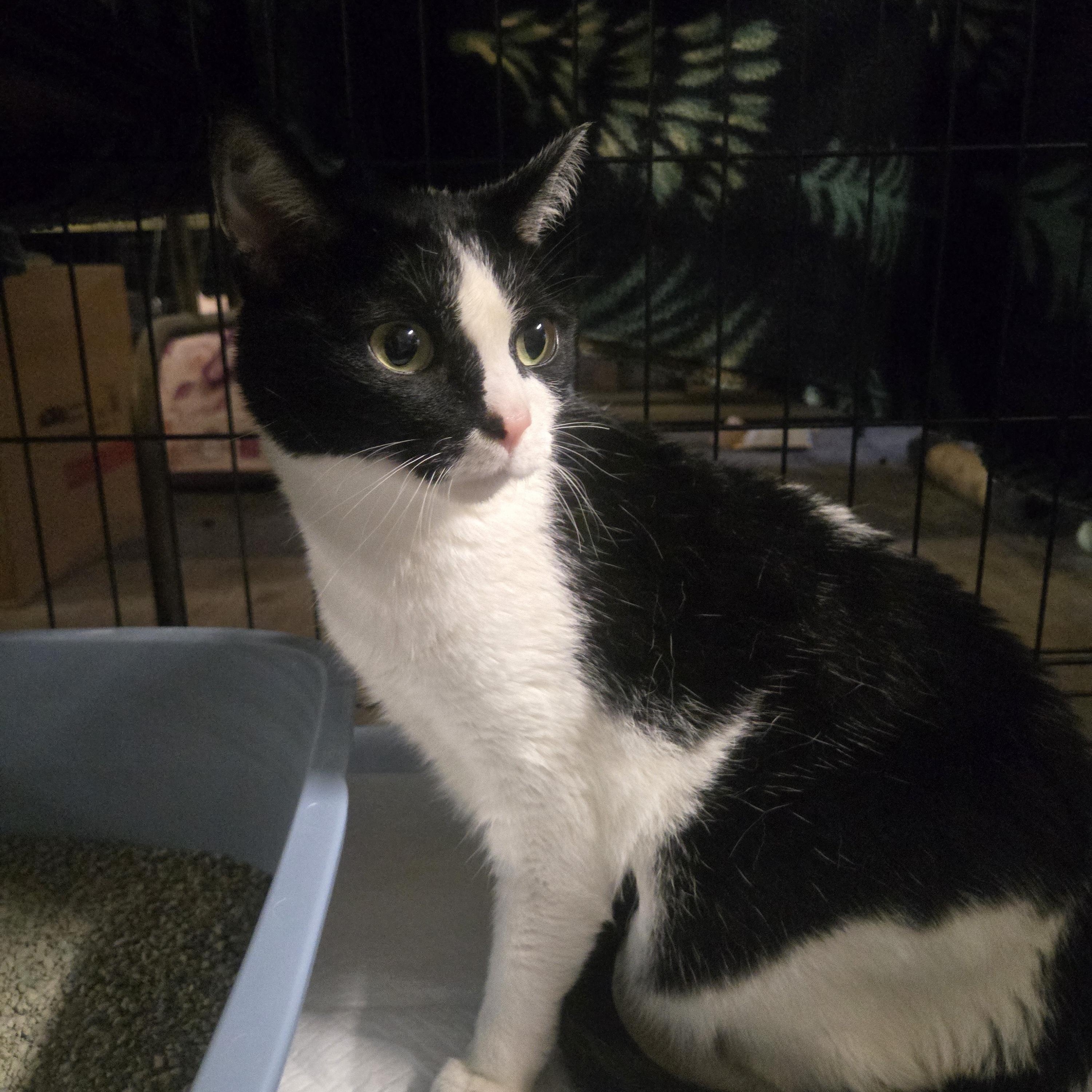 Enlarge Smores, a Adoptable Domestic Short Hair in Reeseville, WI image 1/2
