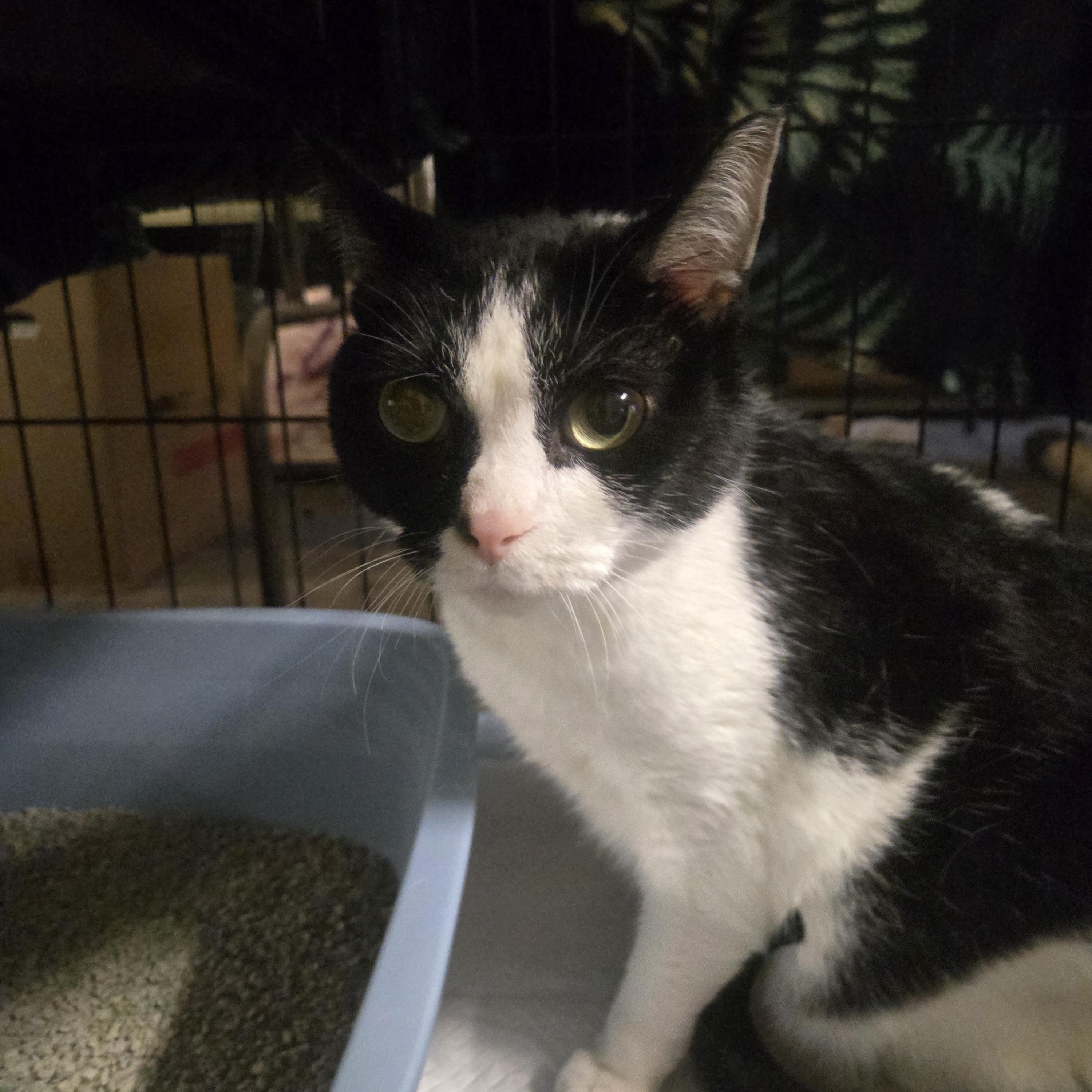Enlarge Smores, a Adoptable Domestic Short Hair in Reeseville, WI image 2/2