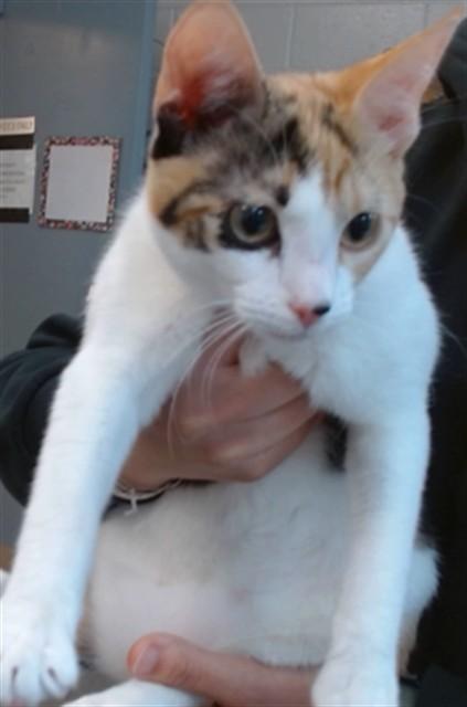 Enlarge RUBY, a Adoptable Domestic Short Hair in Salinas, CA image 1/1