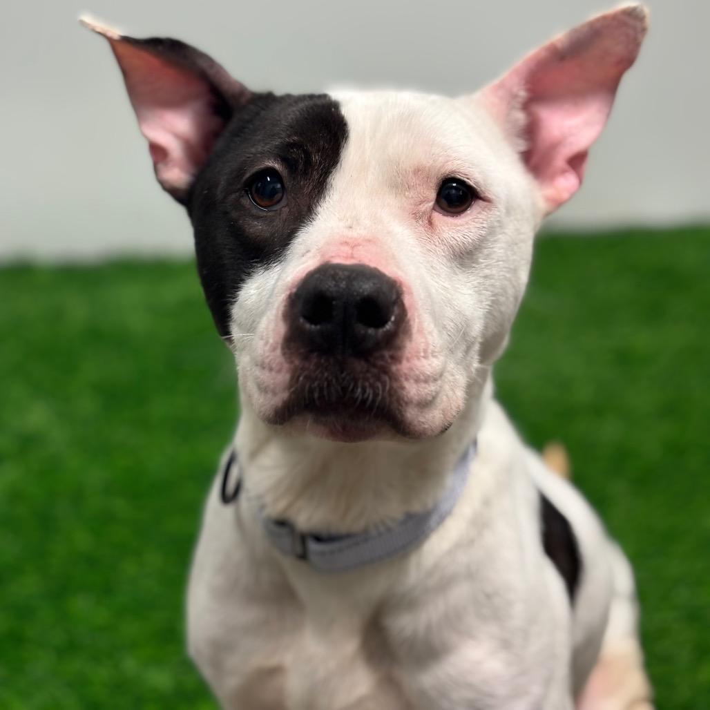 Etta, Adoptable, Adult Female Mixed Breed.