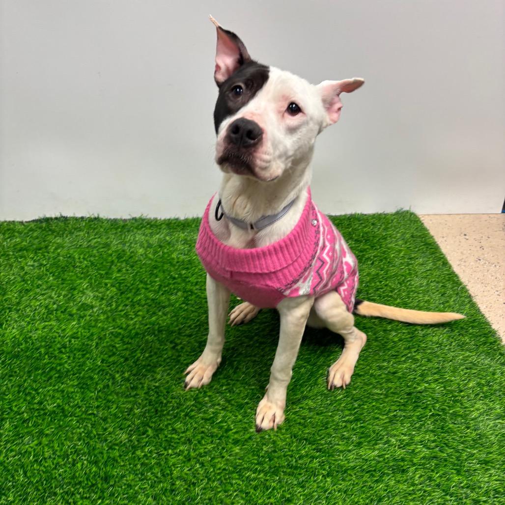 Enlarge Etta, a Adoptable Mixed Breed in Columbia, MO image 2/4