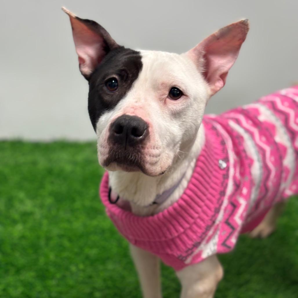 Enlarge Etta, a Adoptable Mixed Breed in Columbia, MO image 3/4