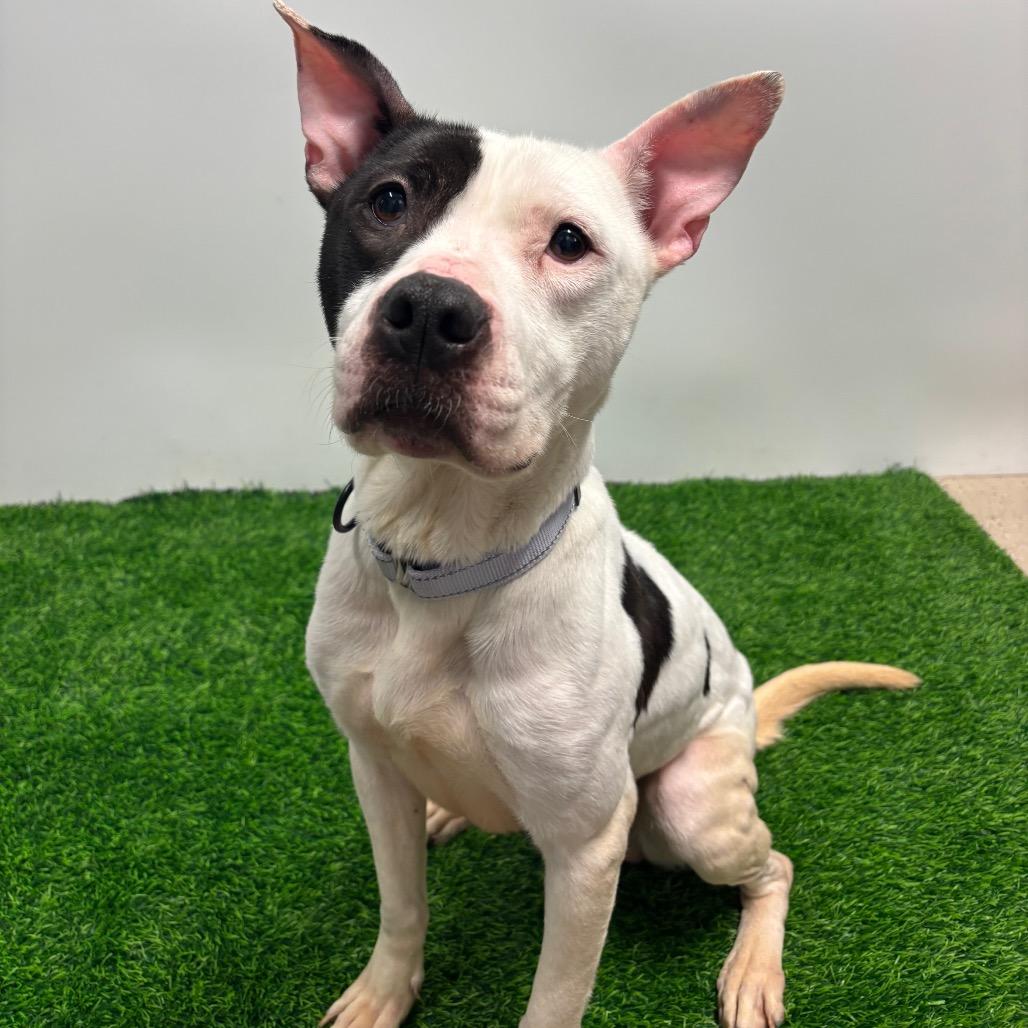 Enlarge Etta, a Adoptable Mixed Breed in Columbia, MO image 4/4