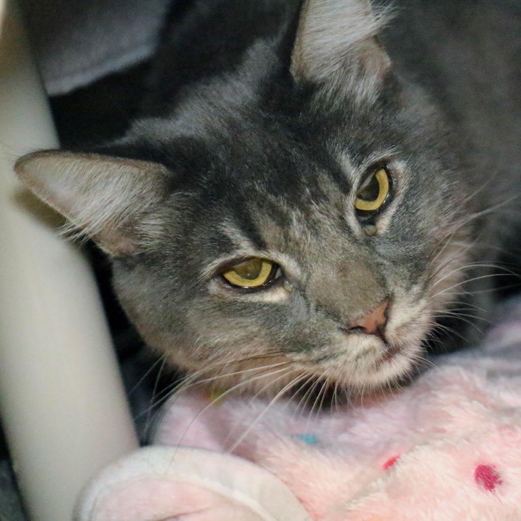 Fia, Adoptable, Adult Female Domestic Medium Hair.