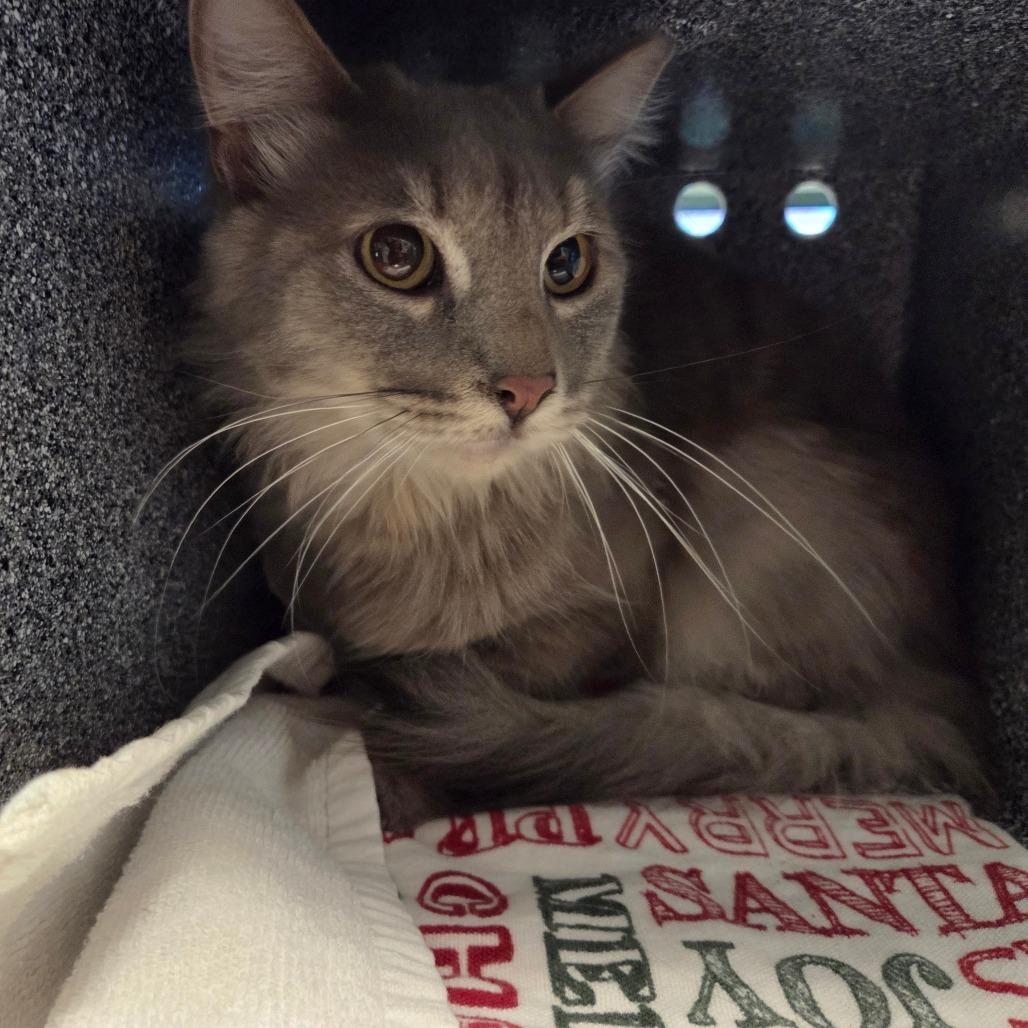 Fia, a Adoptable Domestic Medium Hair in Pasadena, CA image 2/3