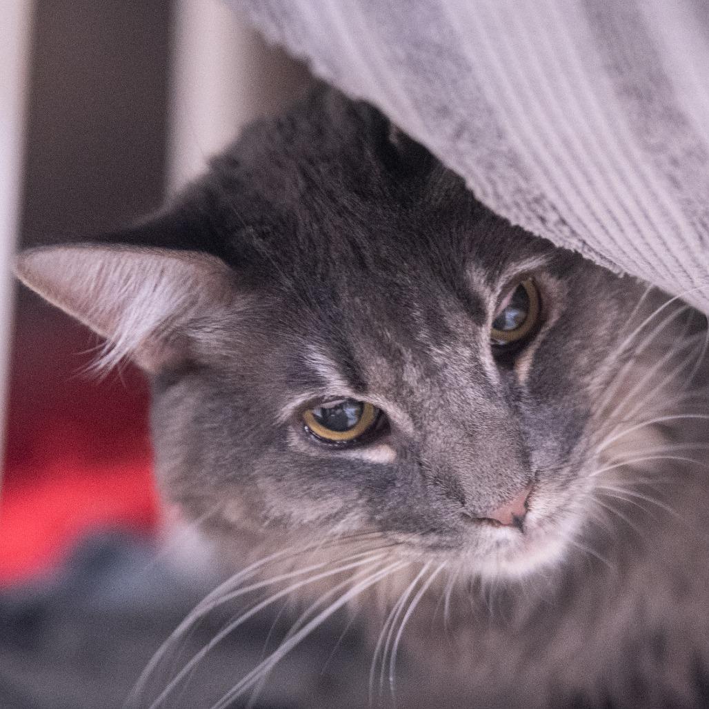 Fia, a Adoptable Domestic Medium Hair in Pasadena, CA image 3/3