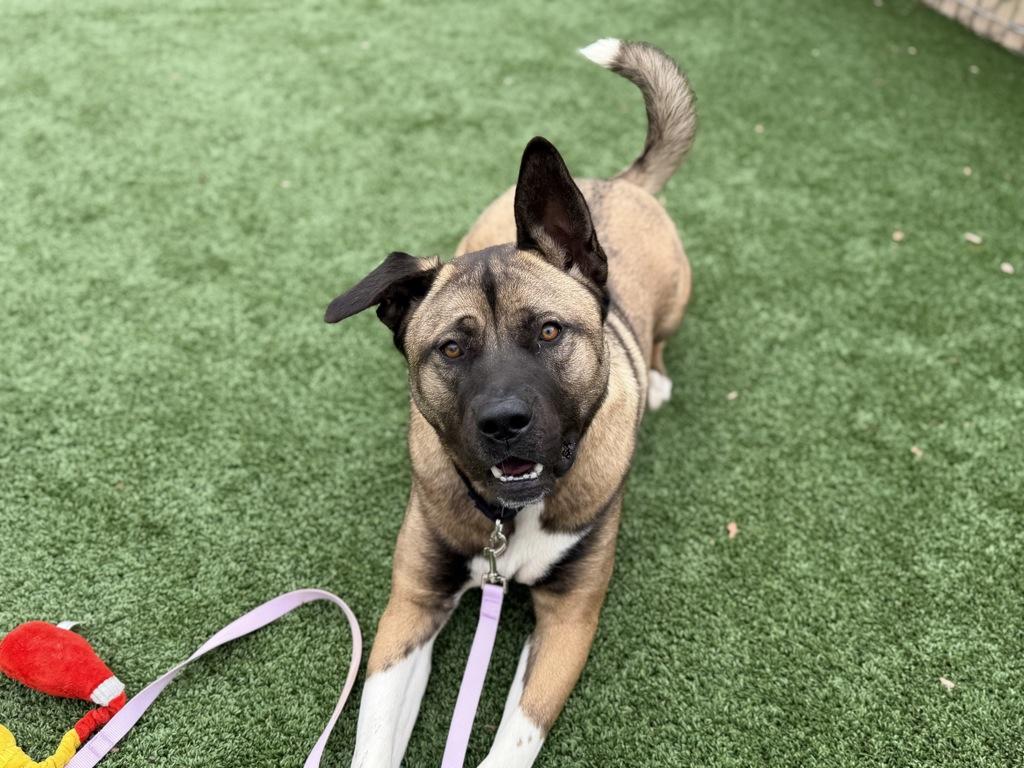 Enlarge Kai, a ADOPTABLE mixed breed in San Francisco, CA image 4/5