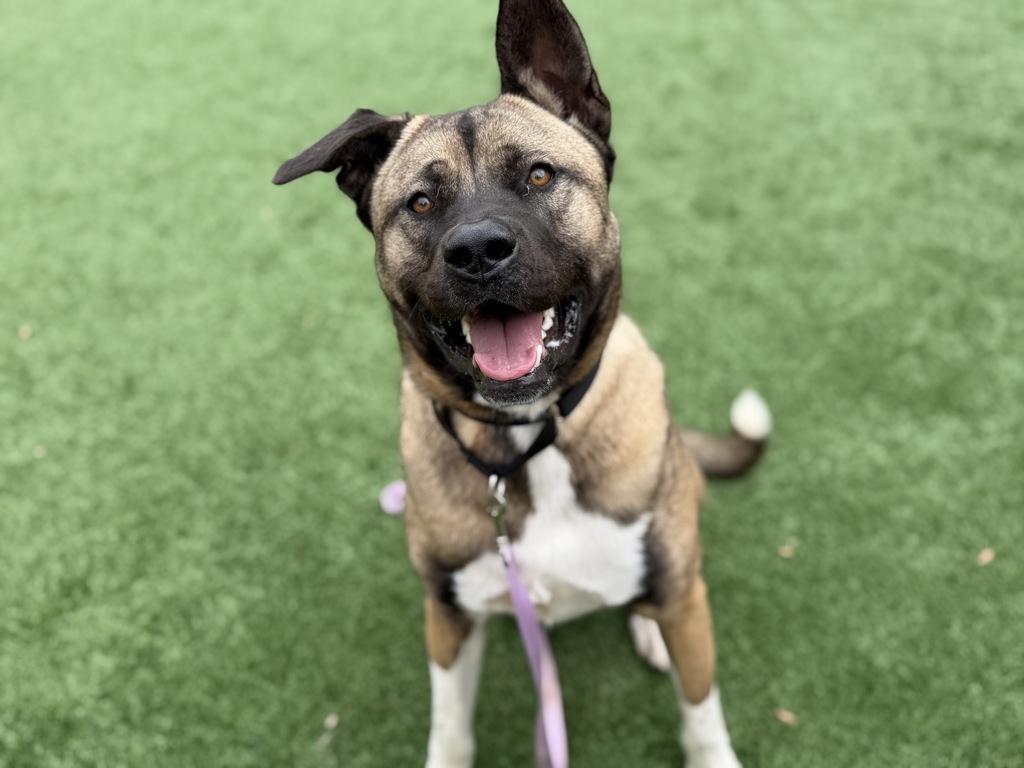 Enlarge Kai, a ADOPTABLE mixed breed in San Francisco, CA image 1/5