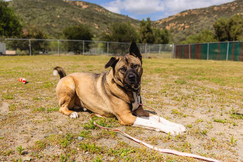 Enlarge Kai, a ADOPTABLE mixed breed in San Francisco, CA image 3/5