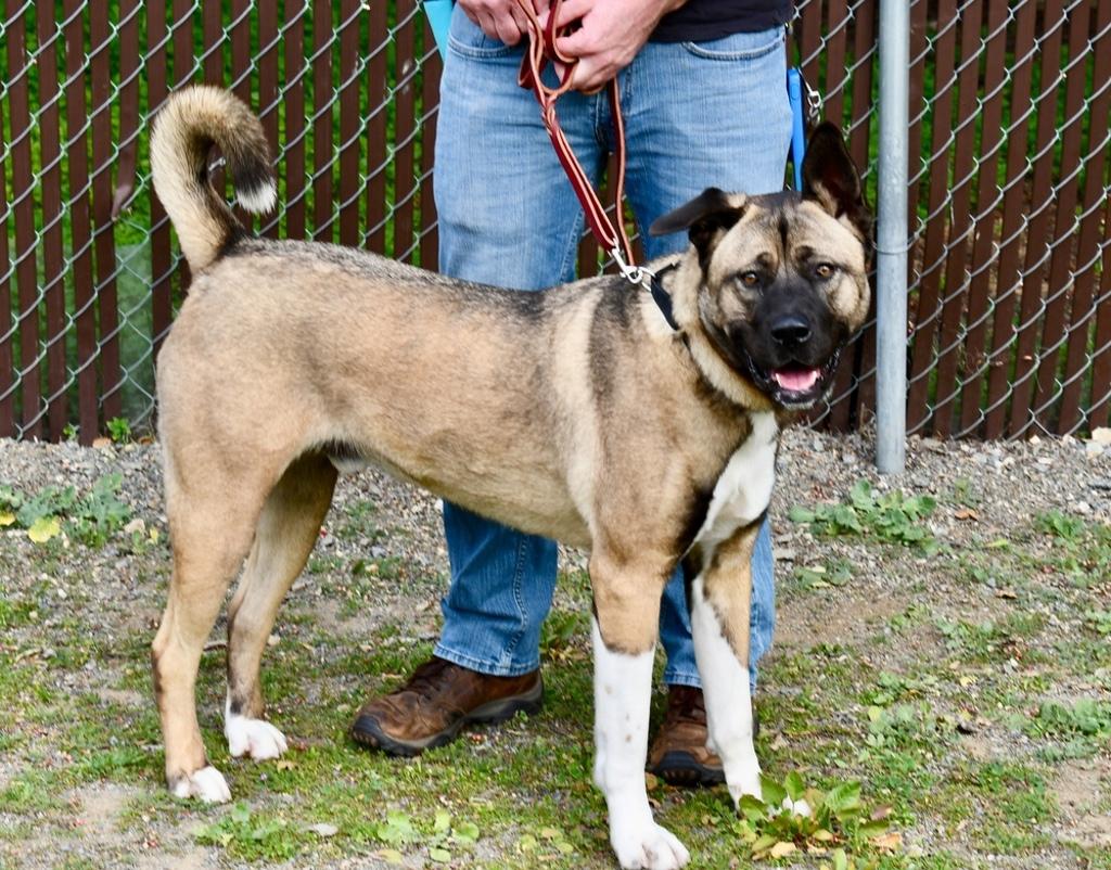 Enlarge Kai, a ADOPTABLE mixed breed in San Francisco, CA image 5/5
