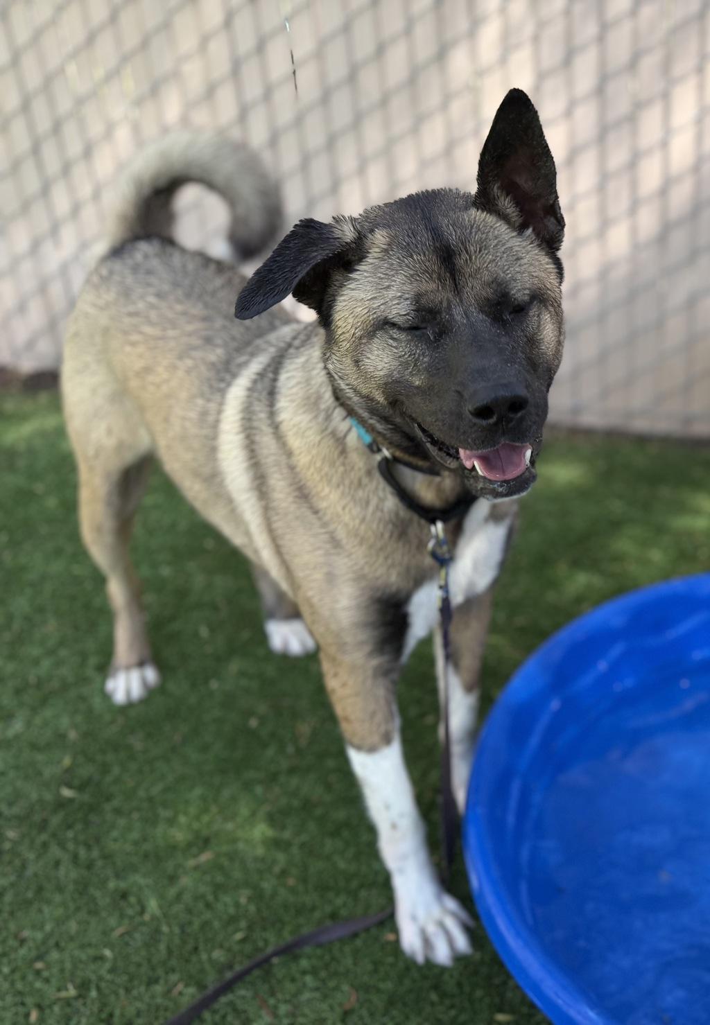 Enlarge Kai, a ADOPTABLE mixed breed in San Francisco, CA image 2/5
