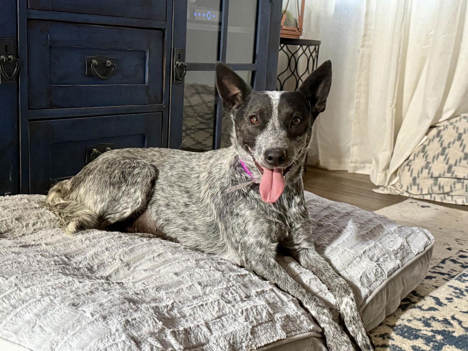 Jitterbug, Adopted, Adult Female Australian Cattle Dog / Blue Heeler.