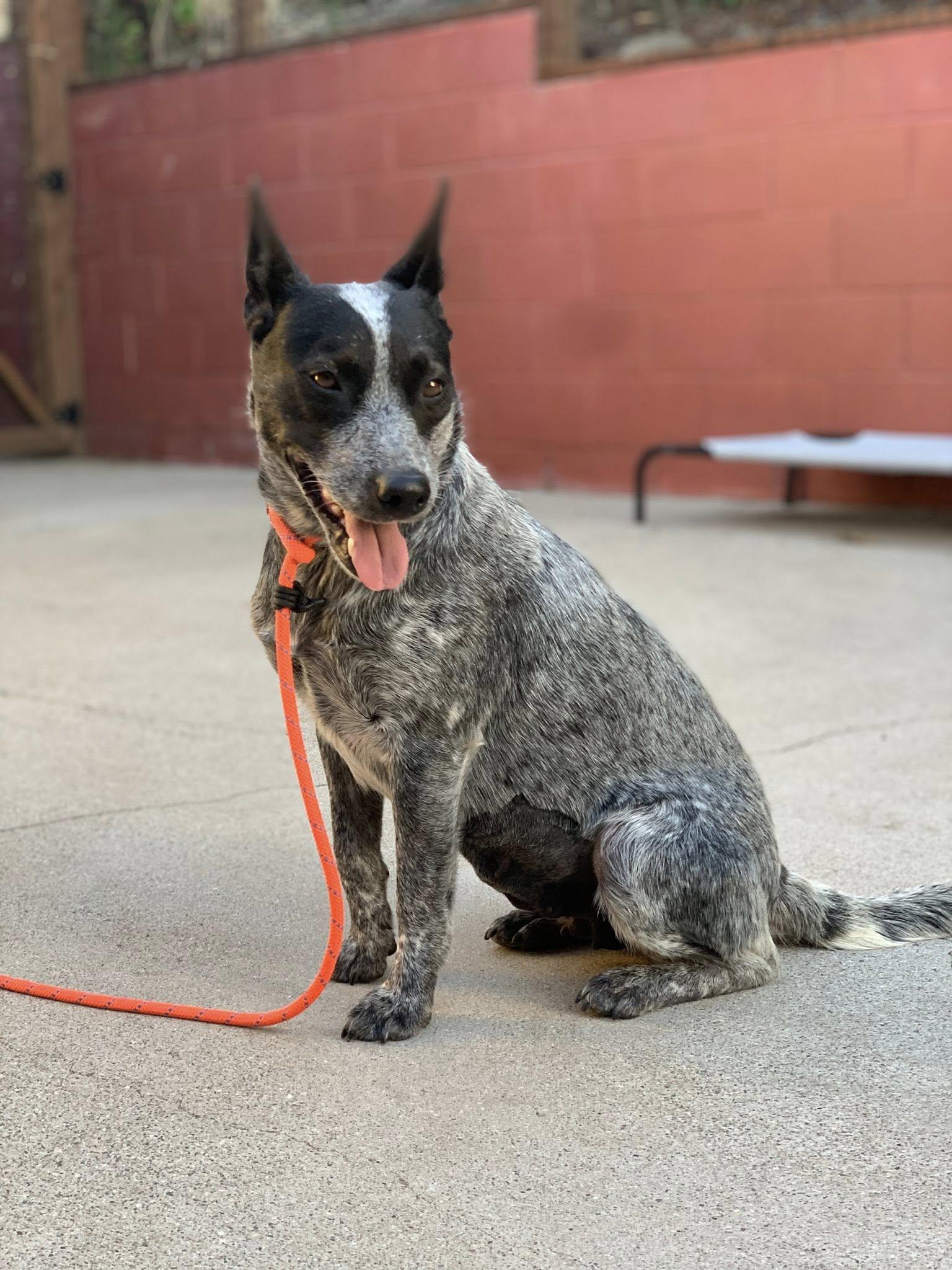 Enlarge Jitterbug, a Adopted Australian Cattle Dog / Blue Heeler in Paso Robles, CA image 2/2