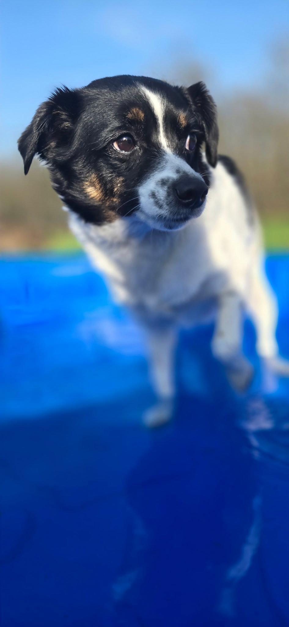 Marcy, Adoptable, Young Female Border Collie & Jack Russell Terrier.