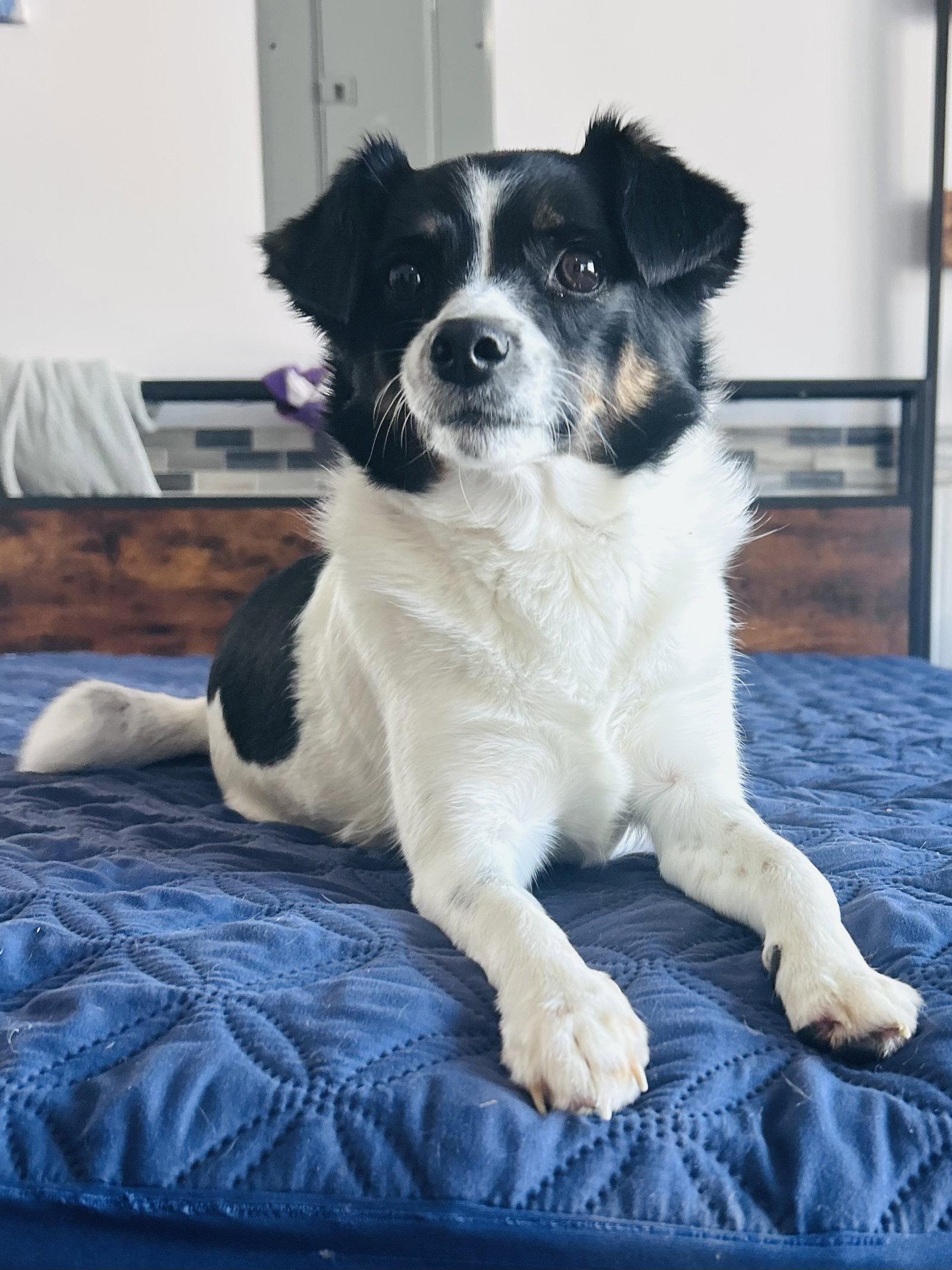 Enlarge Marcy, a Adoptable mixed breed in Elizabethtown, PA image 2/3
