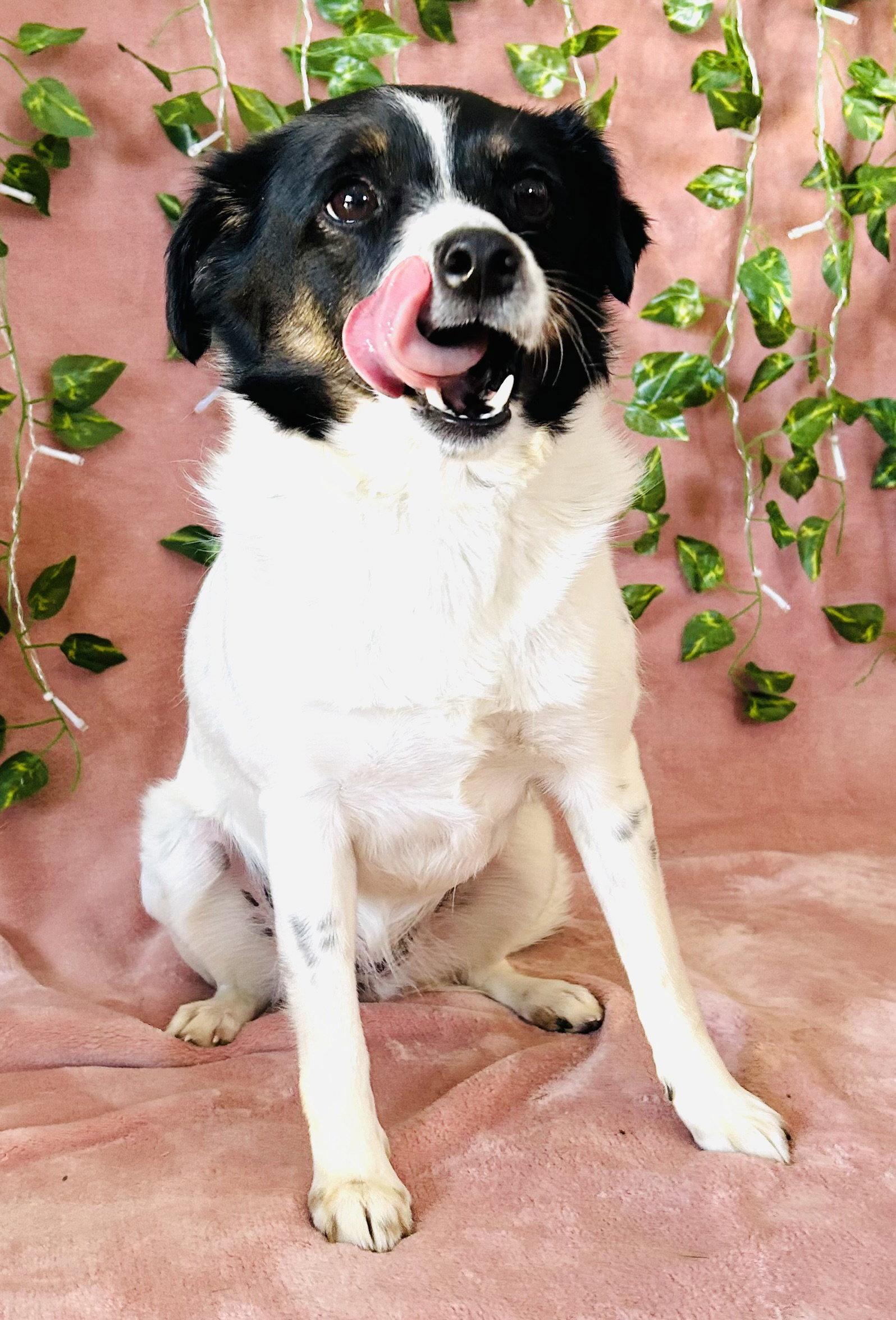 Enlarge Marcy, a Adoptable mixed breed in Elizabethtown, PA image 3/3