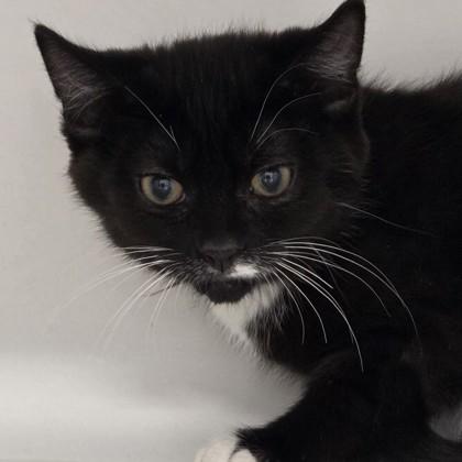 Buck Cluck, Adoptable, Kitten Male Domestic Short Hair & Domestic Short Hair.