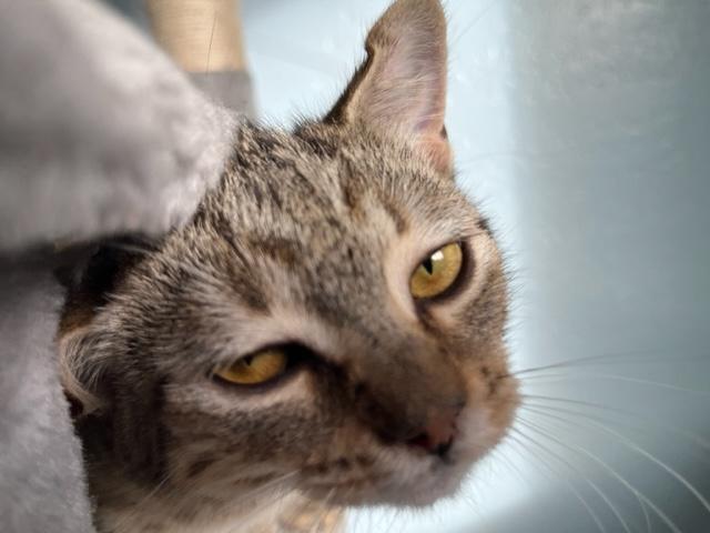 Sadie is the biggest sweetie pie, Adoptable, Kitten Female Tabby & Domestic Short Hair.